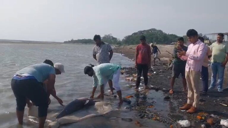Uttar Pradesh : हापुड़ में ब्रजघाट के पास गंगा में मिली मृत डॉल्फिन, वन विभाग ने शव पोस्टमार्टम को भेजा