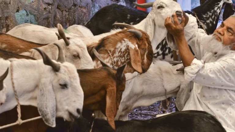 Bakrid 2026: बकरीद पर शाहरुख, सलमान और आमिर बने आकर्षण का केंद्र, लाखों रुपये में बिक रहे खास बकरे