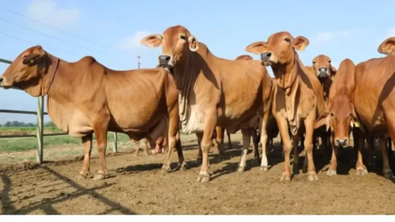Uttar Pradesh : प्रदेश के साढ़े सात हजार गो आश्रय स्थल बनेंगे ऑर्गेनिक फर्टिलाइजर प्रोडक्शन सेंटर