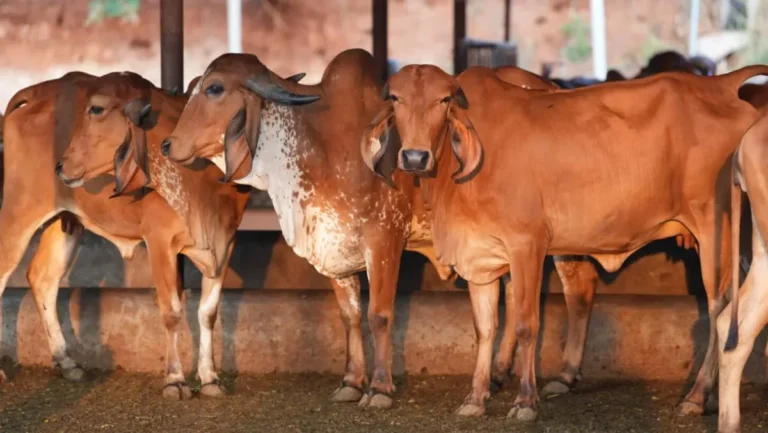 Uttar Pradesh : राष्ट्रशक्ति और आर्थिक समृद्धि का नया मॉडल बन रहा गो संरक्षण