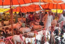 ASIA'S LARGEST BAKRA MANDI