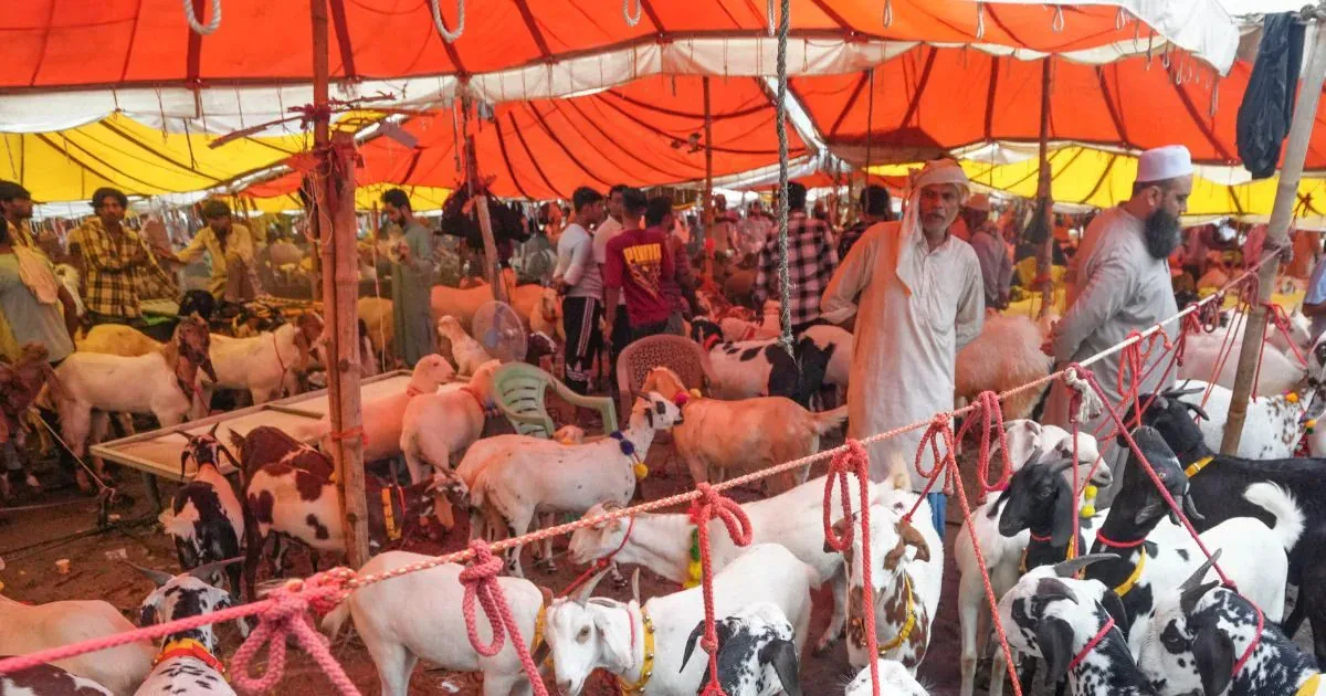 Bakrid 2026: देशभर की बकरा मंडियों में बढ़ी रौनक, लाखों के बकरे बने आकर्षण का केंद्र ASIA'S LARGEST BAKRA MANDI
