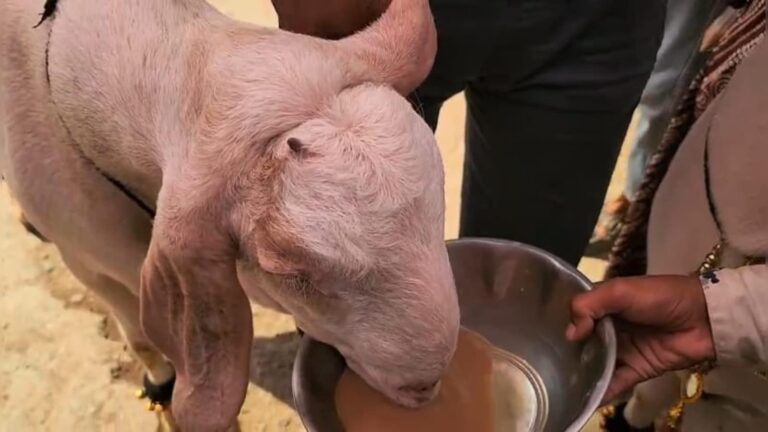 Bakrid 2026: बकरीद से पहले बकरों की खरीद-फरोख्त तेज, बाजारों में बढ़ी रौनक
