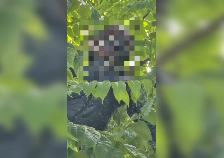 Uttar Pradesh : हापुड़ में रेलवे लाइन के पास पेड़ से लटका मिला शव, शिनाख्त के प्रयास जारी