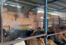 Cow shelter Delhi, Vishwas Nagar gaushala,