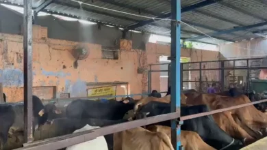 Cow shelter Delhi, Vishwas Nagar gaushala,