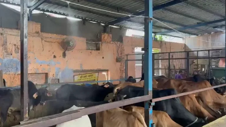Cow shelter Delhi, Vishwas Nagar gaushala,