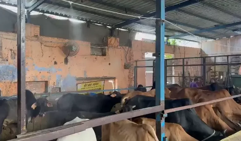 Cow shelter Delhi, Vishwas Nagar gaushala,
