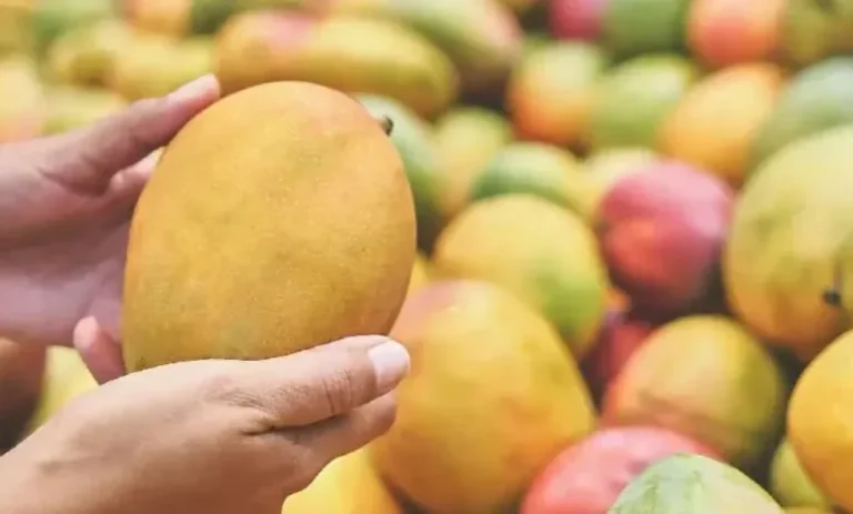 Mango Tips: आम खरीदते समय न करें यह गलती, चमकदार रंग के पीछे छिपा हो सकता है सेहत का बड़ा खतरा