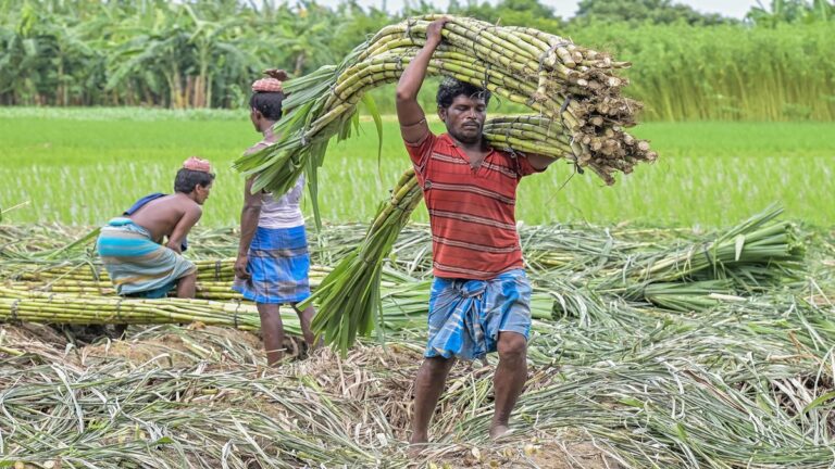 Uttar Pradesh : योगी सरकार ने पेराई सत्र 2025-26 में गन्ना किसानों को किया 31,682 करोड़ रुपये का भुगतान
