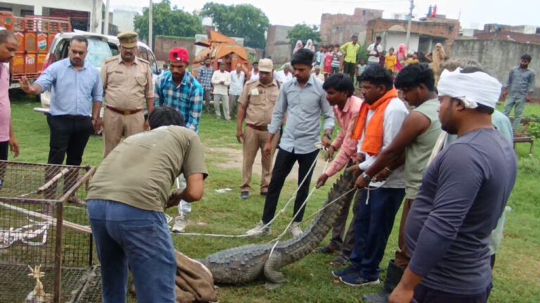 Uttar Pradesh : बुलंदशहर के तालाब में पहुंचा मगरमच्छ, वन विभाग ने रेस्क्यू कर निचली गंग नहर में छोड़ा