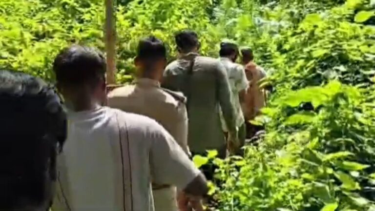 Bihar : वाल्मीकि टाइगर रिजर्व में दो बाघों की लड़ाई में एक नर बाघ की मौत, वन विभाग में शोक