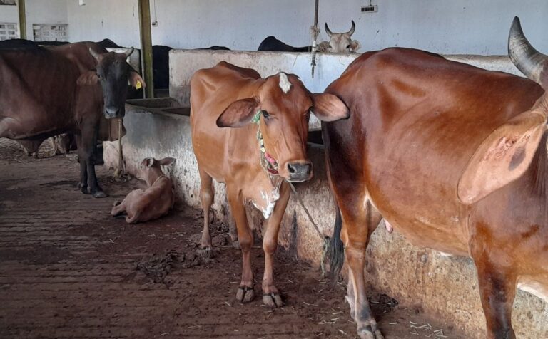 Uttar Pradesh : अब प्रतियोगिता से निखरेंगी गोशालाएं, उत्कृष्ट मॉडल को मिलेगा पुरस्कार