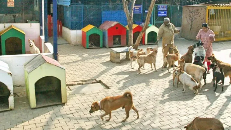 Dog Shelter: सेक्टर-93बी में बनेगा 200 कुत्तों की क्षमता वाला डॉग शेल्टर, नोएडा प्राधिकरण ने जारी किया टेंडर