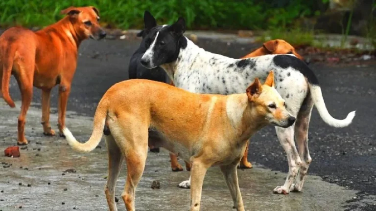 Greater Noida News: आवारा कुत्तों के आतंक से घरेलू सहायिकाओं का प्रदर्शन, कहा- पहले सुरक्षा फिर काम