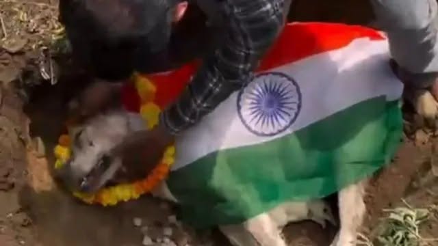 National Flag: ग्रेटर नोएडा में कुत्ते के शव को तिरंगे में लपेटकर दफनाने का मामला, राष्ट्रीय ध्वज के अपमान के आरोप में युवक गिरफ्तार National Flag: ग्रेटर नोएडा में कुत्ते के शव को तिरंगे में लपेटकर दफनाने का मामला, राष्ट्रीय ध्वज के अपमान के आरोप में युवक गिरफ्तार