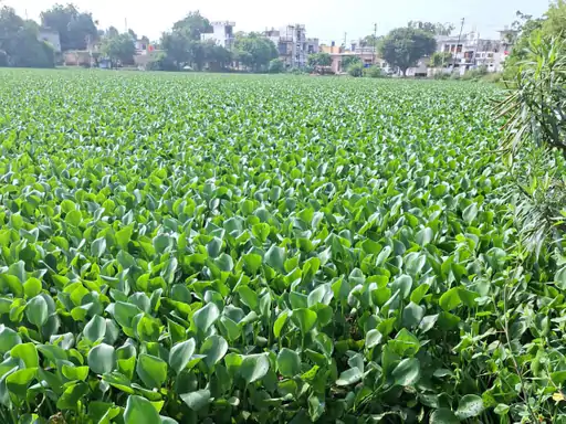 Greater Noida Animal Deaths: दलदल में फंसकर पांच से ज्यादा पशुओं की मौत, सफाई न होने से ग्रामीणों में गुस्सा, आंदोलन की चेतावनी Greater Noida Animal Deaths: दलदल में फंसकर पांच से ज्यादा पशुओं की मौत, सफाई न होने से ग्रामीणों में गुस्सा, आंदोलन की चेतावनी