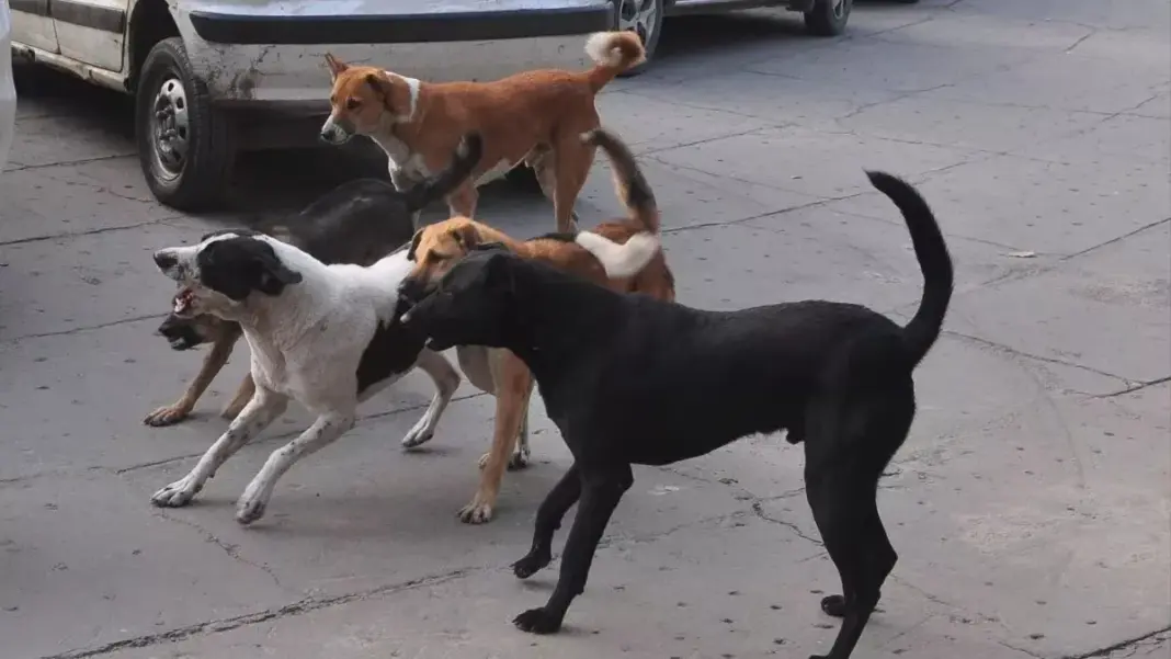 Dog Attack: पंचशील ग्रीन्स-2 सोसाइटी में लावारिस कुत्तों ने दो महिलाओं को काटा, सुरक्षा पर उठे सवाल Dog Attack: पंचशील ग्रीन्स-2 सोसाइटी में लावारिस कुत्तों ने दो महिलाओं को काटा, सुरक्षा पर उठे सवाल