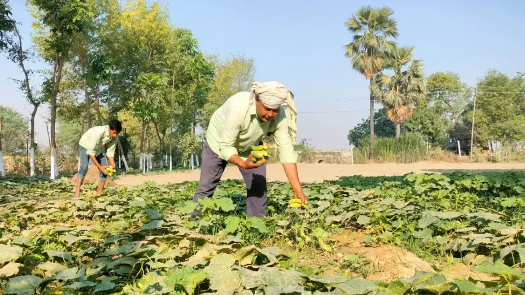 Saharanpur : यूपीराइज में छाया आर्गेनिक फार्मिंग का आइडिया, शुभावरी ने जीता 25 हजार का पुरस्कार Saharanpur : यूपीराइज में छाया आर्गेनिक फार्मिंग का आइडिया, शुभावरी ने जीता 25 हजार का पुरस्कार