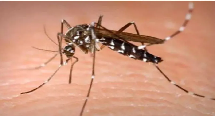 Dengue Case: नोएडा में डेंगू के एक नए मरीज की पुष्टि, कुल संख्या बढ़कर 74 हुई; तीन संदिग्ध मरीजों की ELISA जांच Dengue Case: नोएडा में डेंगू के एक नए मरीज की पुष्टि, कुल संख्या बढ़कर 74 हुई; तीन संदिग्ध मरीजों की ELISA जांच