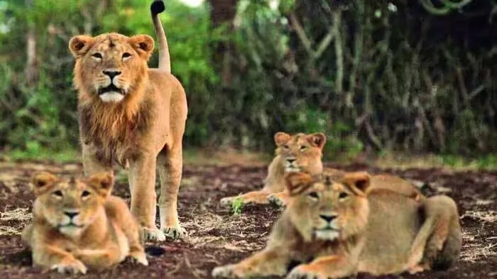 Asiatic Lion Deaths: गुजरात में एक साल में 62 शेर-शेरनी और शावकों की बीमारियों से मौत, किडनी फेलियर से निमोनिया तक बने कारण Asiatic Lions, Gujarat Lions, Gir Lions, Lion Conservation, Wildlife Gujarat