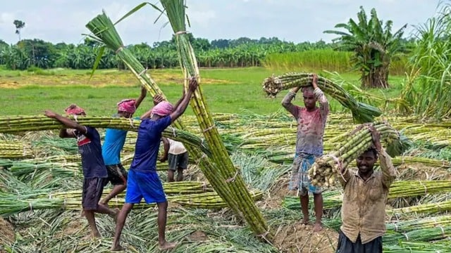 Lucknow : गन्ना किसानों को 102 चीनी मिलों ने किया शत-प्रतिशत भुगतान Lucknow : गन्ना किसानों को 102 चीनी मिलों ने किया शत-प्रतिशत भुगतान