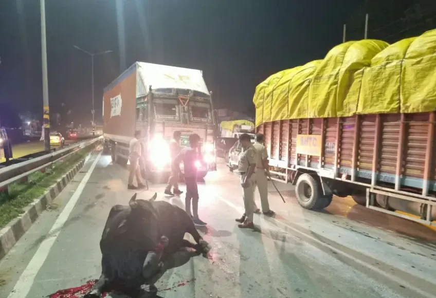 Eastern Peripheral Expressway: सांड से टकराकर PVC पाइप से लदा ट्रक पलटा, चालक और सांड गंभीर रूप से घायल Eastern Peripheral Expressway: सांड से टकराकर PVC पाइप से लदा ट्रक पलटा, चालक और सांड गंभीर रूप से घायल