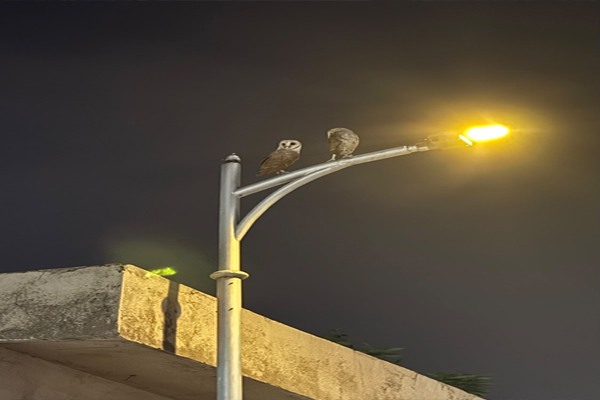 Owl Attack: ग्रेटर नोएडा वेस्ट की सोसाइटी में उल्लू के हमलों से दहशत, पांच लोगों को बनाया निशाना Owl Attack: ग्रेटर नोएडा वेस्ट की सोसाइटी में उल्लू के हमलों से दहशत, पांच लोगों को बनाया निशाना