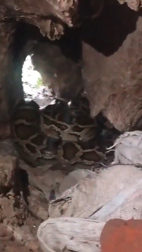 Hapur News : हापुड़ में मंदिर परिसर से 12 फुट लंबे अजगर का रेस्क्यू, ग्रामीणों ने ली राहत की सांस Hapur News : हापुड़ में मंदिर परिसर से 12 फुट लंबे अजगर का रेस्क्यू, ग्रामीणों ने ली राहत की सांस