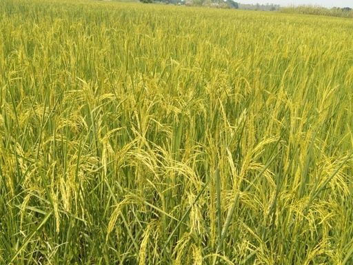 Lucknow : 12 अक्टूबर तक पूरा होगा फसल क्षति का डिजिटल सर्वे, प्रभावित किसानों को मिलेगी नियमानुसार सहायता Lucknow : 12 अक्टूबर तक पूरा होगा फसल क्षति का डिजिटल सर्वे, प्रभावित किसानों को मिलेगी नियमानुसार सहायता