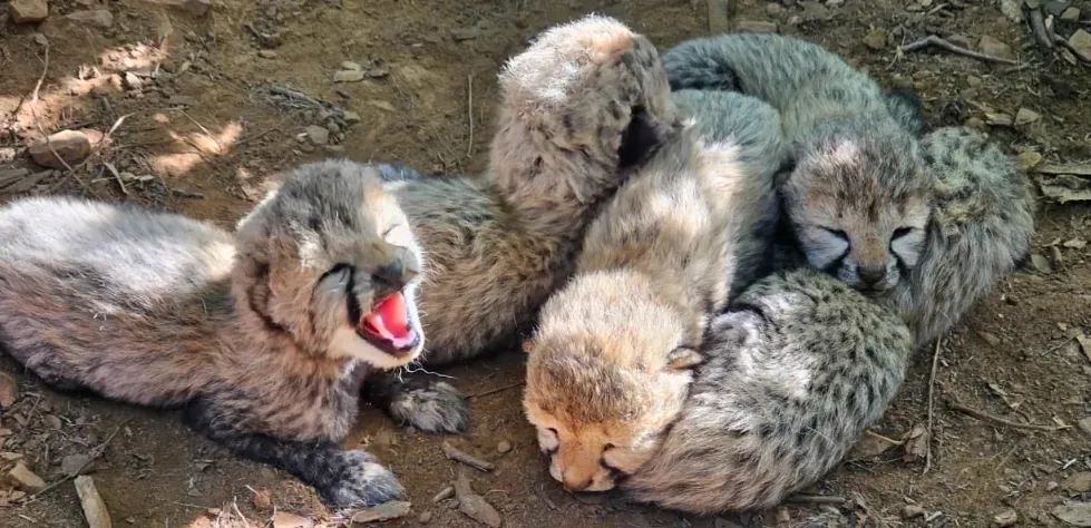 Kuno Cheetah: कूनो नेशनल पार्क में भारत में जन्मी मादा चीता ने दिए 5 शावकों को जन्म, देश में चीतों की संख्या 60 हुई Kuno Cheetah, Project Cheetah India, Kuno National Park, Cheetah Cubs, India Cheetah Population