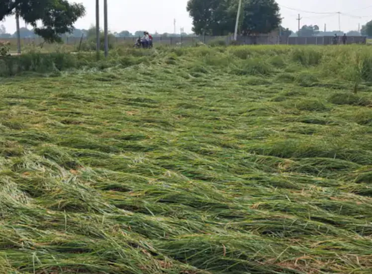 Crop Damage: जेवर में बेमौसम बारिश और आंधी से धान की फसल बर्बाद, किसानों ने मांगा मुआवजा Crop Damage: जेवर में बेमौसम बारिश और आंधी से धान की फसल बर्बाद, किसानों ने मांगा मुआवजा